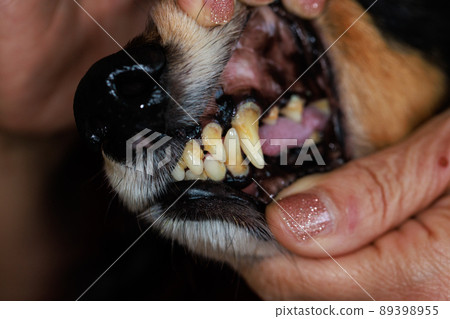 帶牙垢的狗牙 89398955