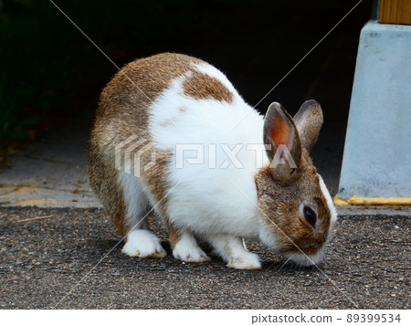 野兔 野兔 89399534