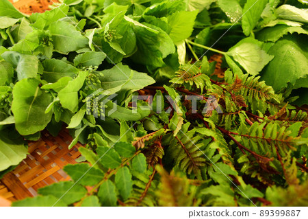 Fresh spring vegetables harvested in the vegetable garden, bobana, trefoil, sansho leaves Fresh spring vegetables harvested in the vegetable garden, bobana, trefoil, sansho leaves 89399887