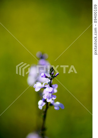 松針蘭花 89400109