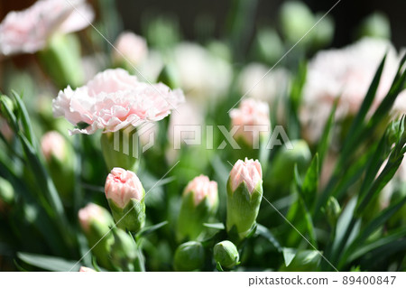 Light pink carnation Light pink carnation 89400847