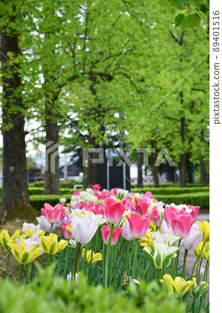 綠樹成蔭的鬱金香 89401516