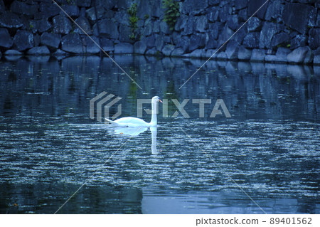 Swan swimming gracefully in the moat 89401562