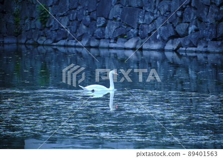 Swan swimming gracefully in the moat 89401563