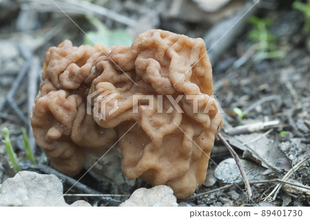 Gyromitra esculenta mushroom, close up Gyromitra esculenta mushroom, close up 89401730