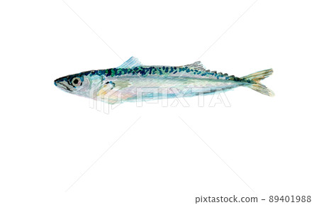 小鯖魚的水彩插圖 小鯖魚的水彩插圖 89401988