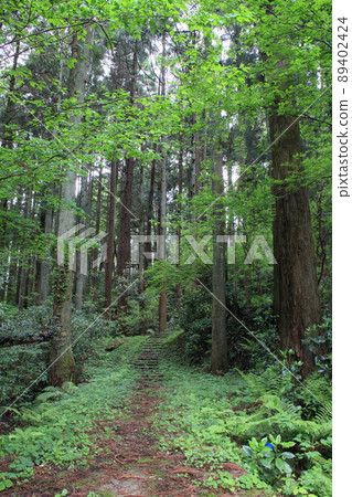 新鮮的綠色和山路在森林裡 89402424