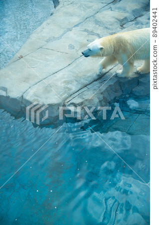 A polar bear walking in the water of the zoo 89402441
