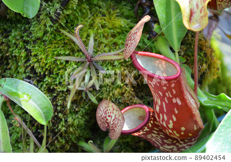 Ugubon Kuzura Ugubon Kuzura 89402454