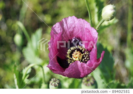 A single purple papaver setigerum flower blooming in the spring field A single purple papaver setigerum flower blooming in the spring field 89402581
