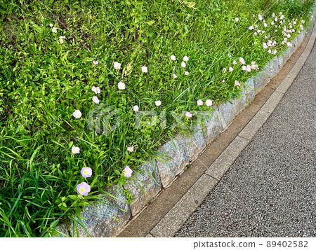 It would be Oenothera speciosa It would be Oenothera speciosa 89402582