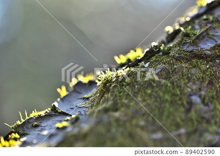 The moss that grows on the plum trees and the sunlight shines The moss that grows on the plum trees and the sunlight shines 89402590
