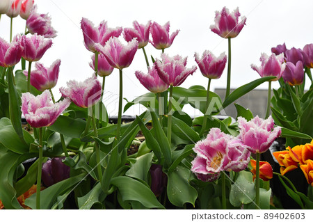 Fringe blooming tulip 89402603