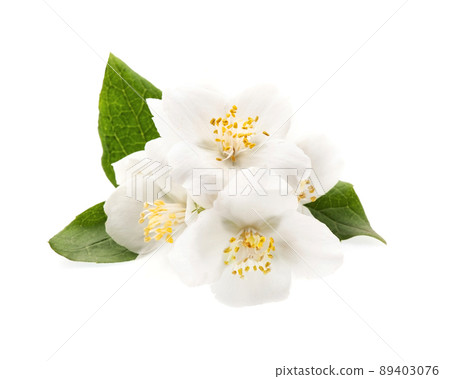 Jasmins flower 89403076