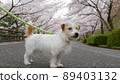 櫻花和傑克羅素梗犬 89403132