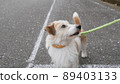 傑克羅素梗犬抬頭 89403133