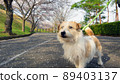 櫻花和傑克羅素梗犬 89403137