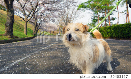 櫻花和傑克羅素梗犬 櫻花和傑克羅素梗犬 89403137
