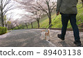 一個人在後面散步，小櫻和傑克羅素梗犬 89403138