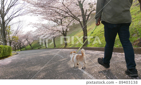一個人在後面散步，小櫻和傑克羅素梗犬 89403138