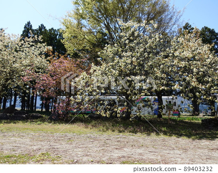 Cherry blossoms in full bloom Sakura Sakura Uzen Narita Station Flower Nagai Line 89403232