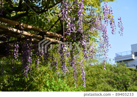 春天的樹木的春天 89403233