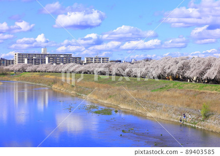多摩川堤岸的櫻花（福生市） 89403585