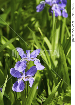 First flower First flower 89403646