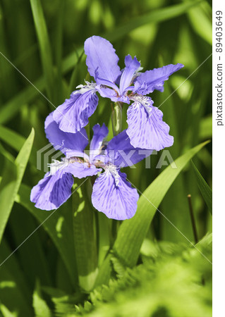 First flower First flower 89403649