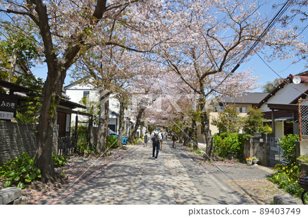 Sakura and the approach (the approach to the precincts) 89403749