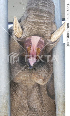 動物園裡的大象放聲大笑 動物園裡的大象放聲大笑 89403824
