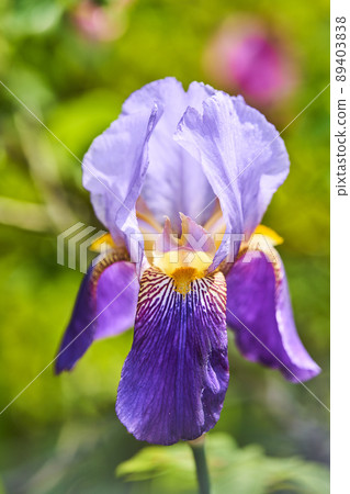 German iris bearded iris German iris bearded iris 89403838