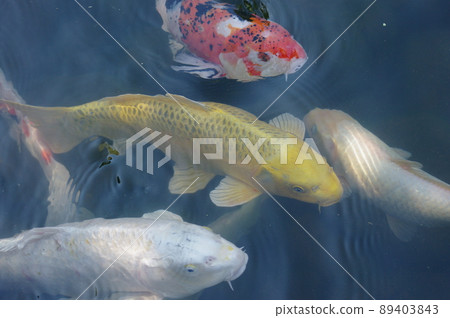 鯉魚 鯉魚 89403843