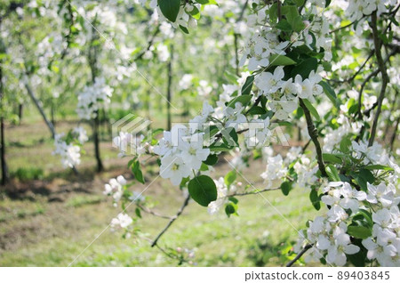 蘋果花 蘋果花 89403845