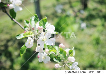 蘋果花 蘋果花 89403846