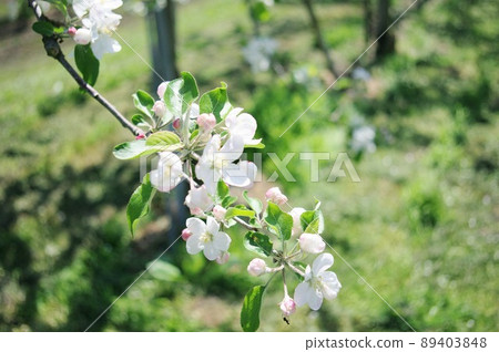 蘋果花 89403848