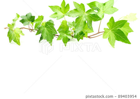 Green leaf background material white background Green leaf background material white background 89403954