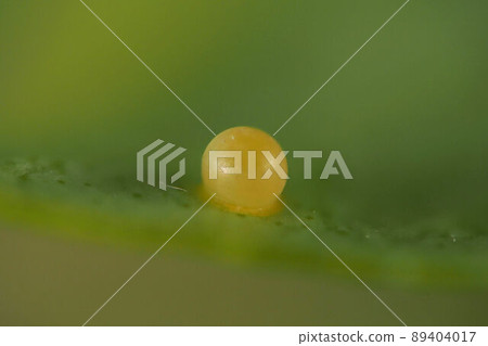 Namiagoe hako egg 89404017