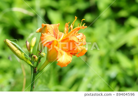 黃色桃花 89404596