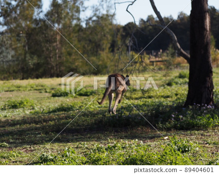 Kangaroo back view Kangaroo back view 89404601