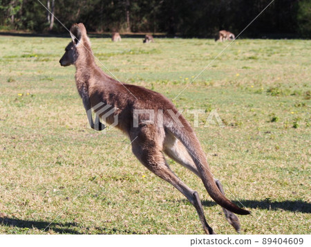 Kangaroo to jump 89404609