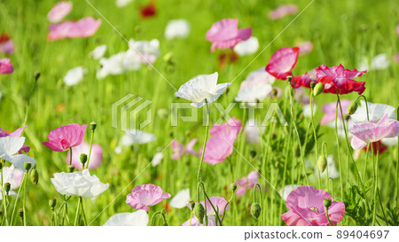 Poppy in Kurihama Flower Park, Yokosuka City, Kanagawa Prefecture 89404697