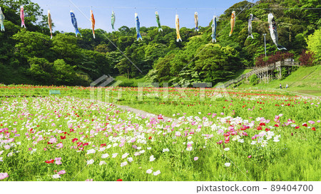 Poppy in Kurihama Flower Park, Yokosuka City, Kanagawa Prefecture Poppy in Kurihama Flower Park, Yokosuka City, Kanagawa Prefecture 89404700