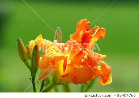 黃色桃花 黃色桃花 89404766