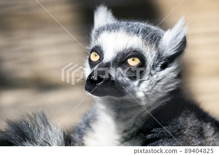 皺褶狐猴 2 抬頭 皺褶狐猴 2 抬頭 89404825