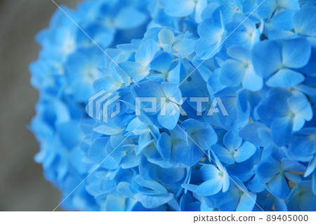 天藍繡球花/淺藍繡球花(特寫特寫) 天藍繡球花/淺藍繡球花(特寫特寫) 89405000