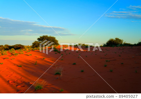 morning Landscape in Kalahari desert, Keetmanshoop, Namibia morning Landscape in Kalahari desert, Keetmanshoop, Namibia 89405027