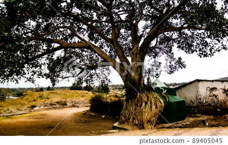 Harar tree mosque in Jugol old city, Harar, Ethiopia 89405045