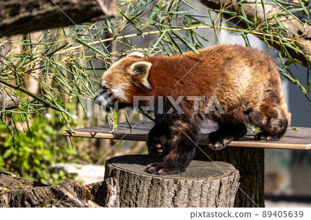 The red panda, Ailurus fulgens, also called the lesser panda. 89405639