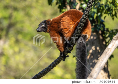 Beautiful red ruffed lemur, Varecia rubra in a german park 89405644